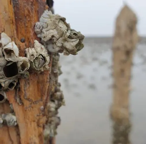 Capt'n Eike Appartement Westerdeichstrich